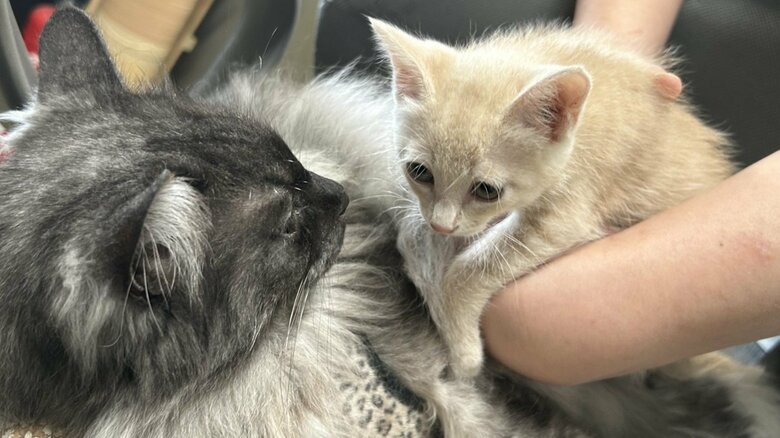 子猫との触れ合い