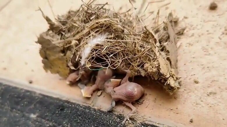 落下したツバメの巣とひなたち（提供：ぶちゃ川ファミリーランドさん）