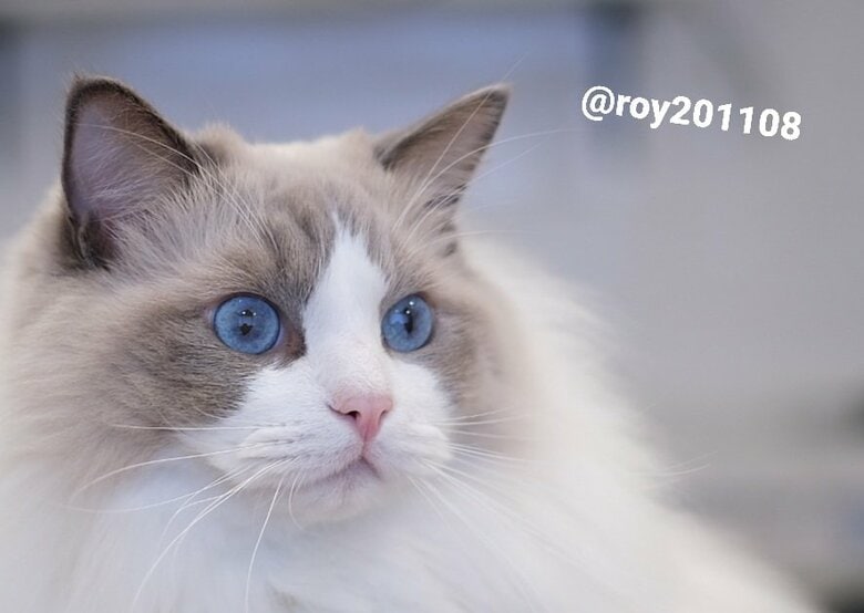 提供：ロイくん@roy201108さん
