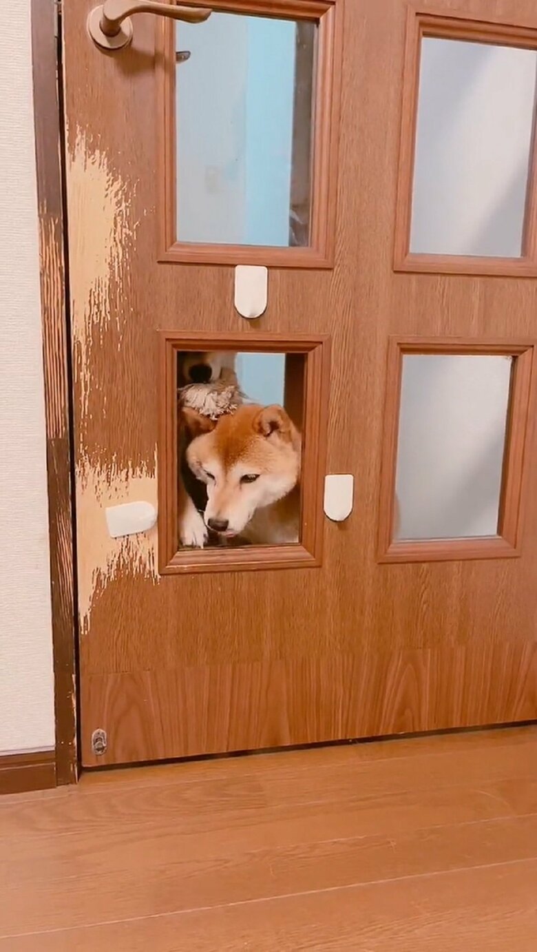 「邪魔」とでもいうかのように