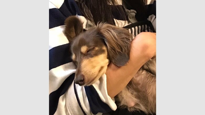 食事後に抱っこされると、寝てしまうことも