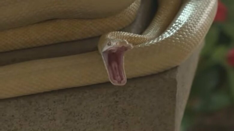 山口県岩国市に生息するシロヘビ