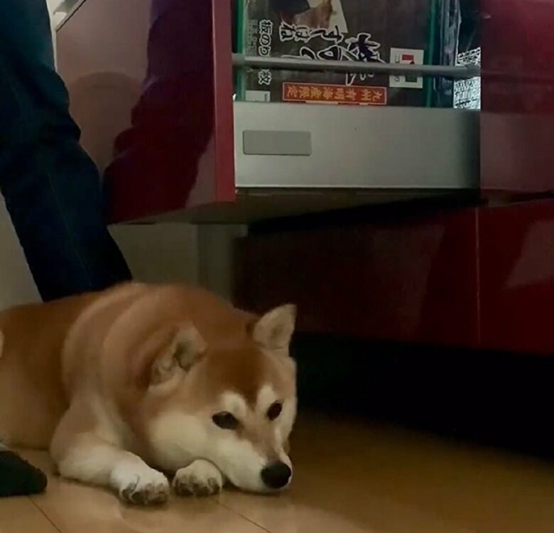キッチンの棚はぶつからないとわかっている