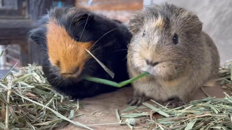 だんだん草が短くなって…（提供：須坂市動物園）