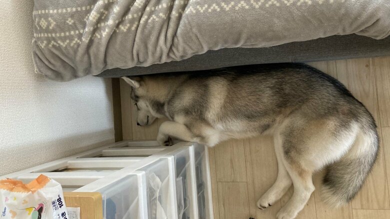 すみっこも好き