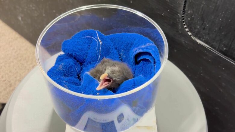 孵化（ふか）したうちの1羽をお披露目