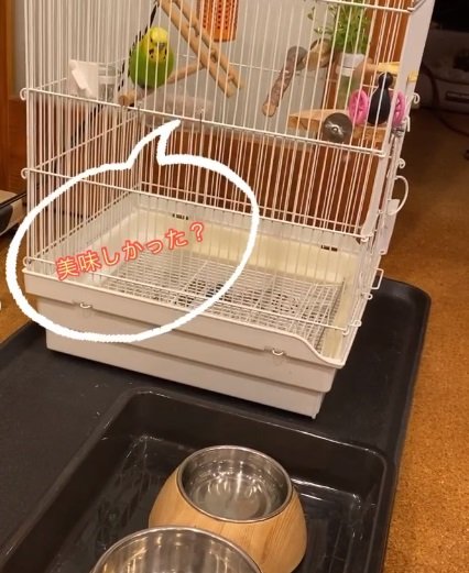 「おいしかった？」と聞くもすでにさくらちゃんは移動…