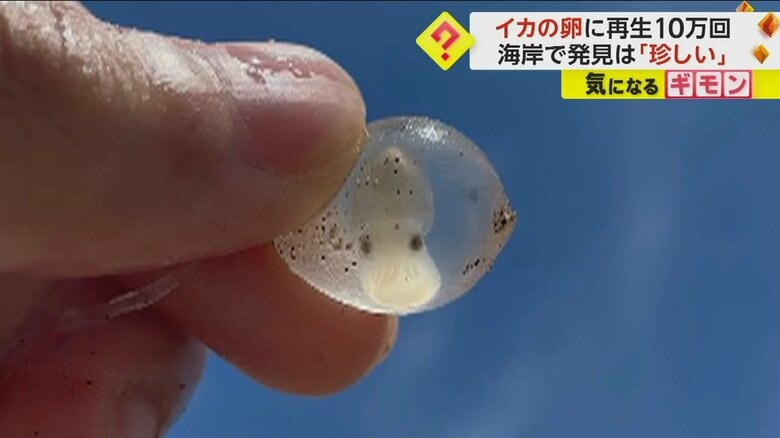 コウイカの卵（視聴者撮影）
