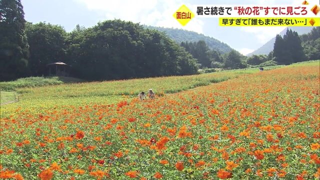 面白山高原コスモスベルグのコスモス