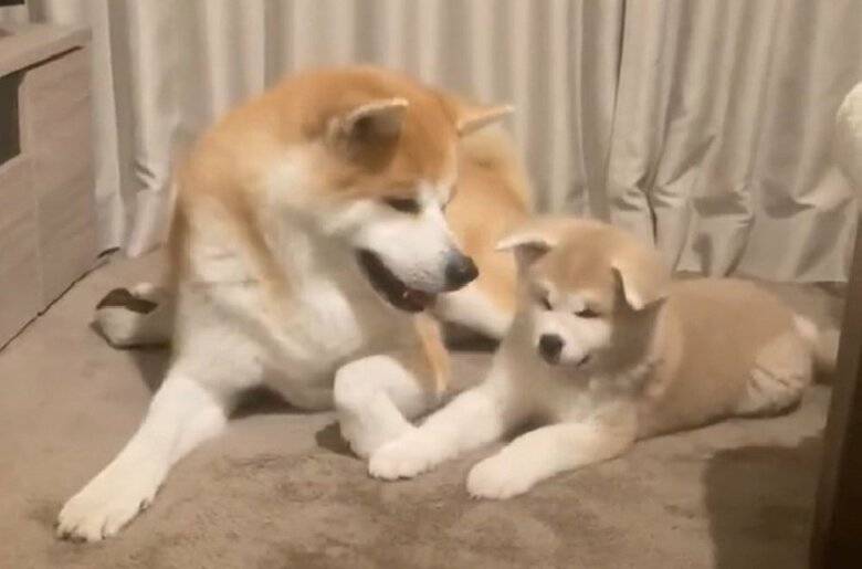 左：大吉くん　右：幸ちゃん
