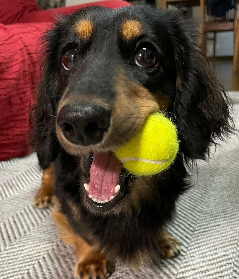 「遊ぼう！」テニスボール大好き