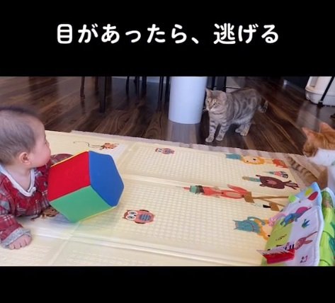 ルビーちゃんは目が合うと逃げちゃう