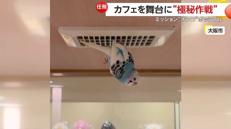 くちばしのみで換気口にぶら下がったかと思えば、今度は片足だけでブラブラするインコ