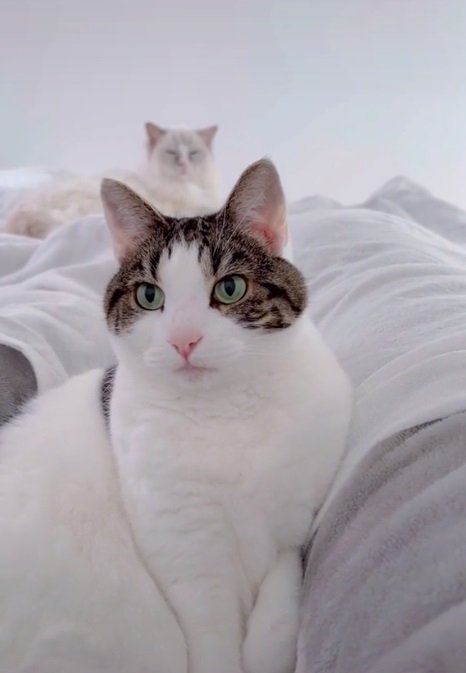 2匹揃って飼い主さんを見つめ中…