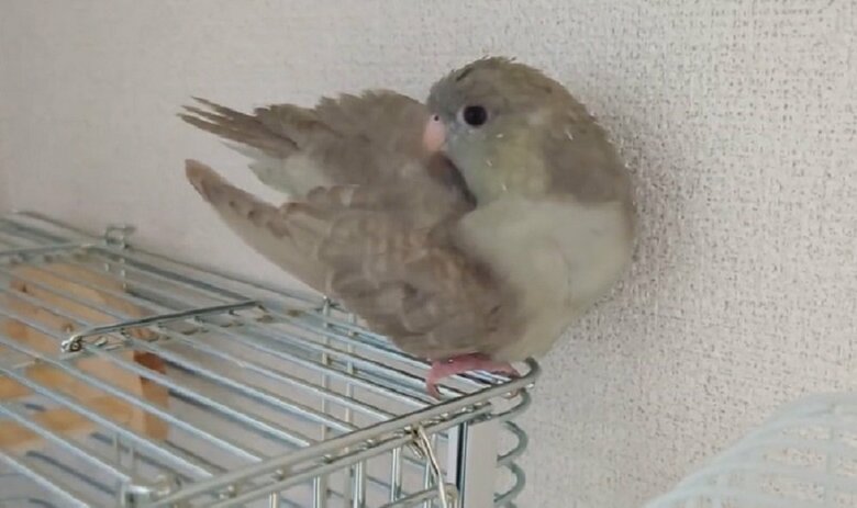 羽繕い