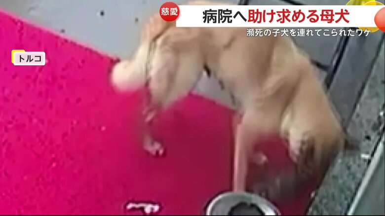 病院の入り口に子犬を置いた母犬（IHA）