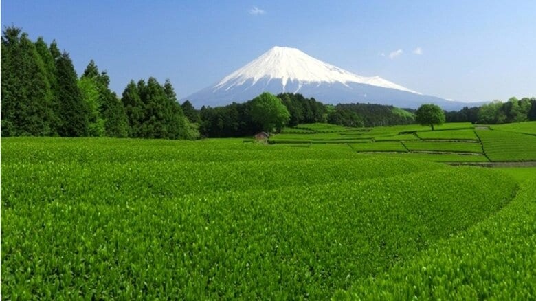 静岡県の茶畑（画像提供：静岡県）