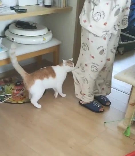飼い主さんの方向転換にもすかさず対応