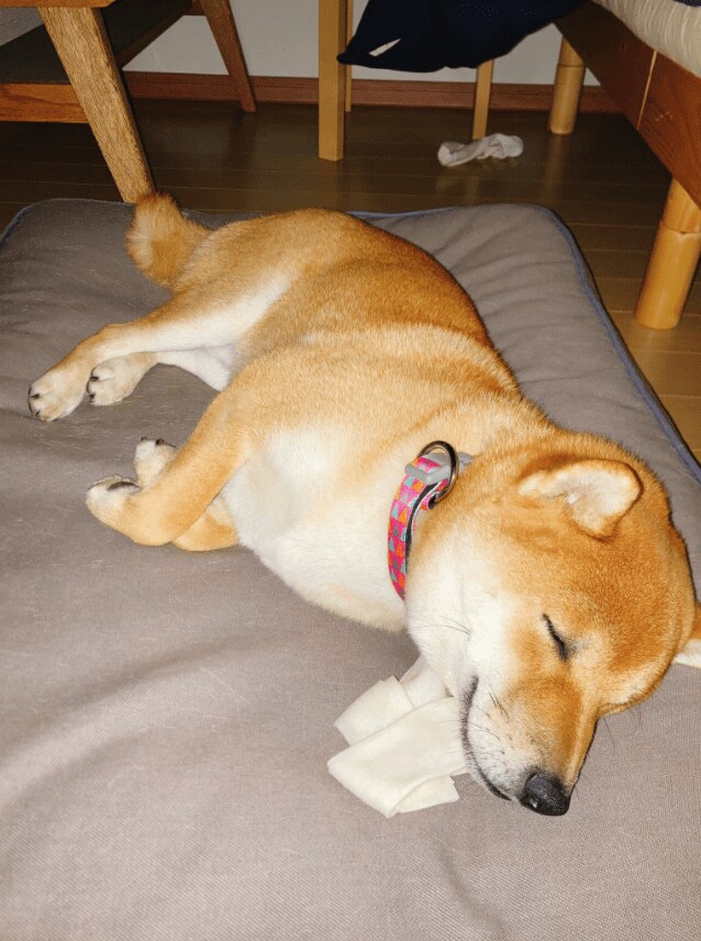 もう一度、大切に枕にしている姿を…