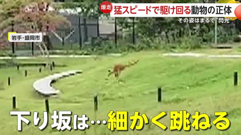 勢いよく園内を駆けめぐっていたカンガルー（岩手・盛岡市動物公園）