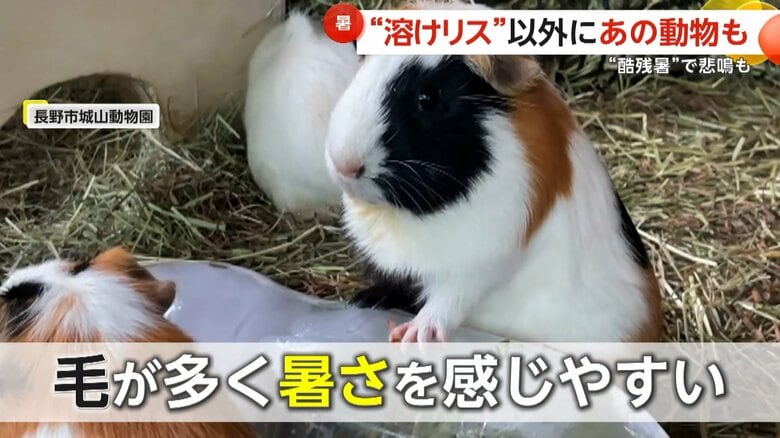 暑さを感じやすいというモルモット（長野市城山動物園）