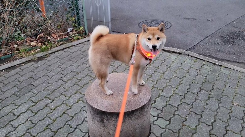 どや！ポーズを決めるわらびちゃん