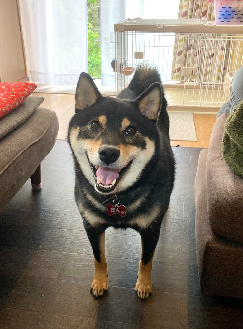 提供：黒柴ぎん@快杜号さん