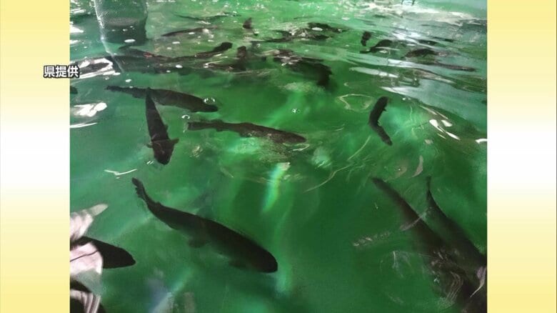 2020年から県が地元の漁師とともに実証試験を開始