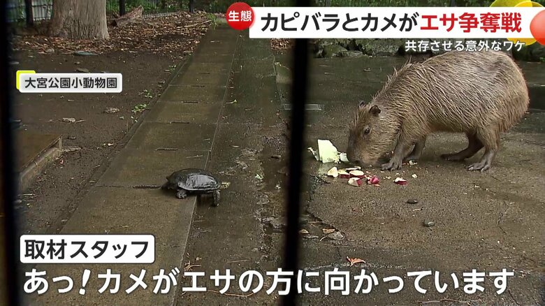 カピバラに怖がる様子もなく一緒に餌を食べ始めたカメ