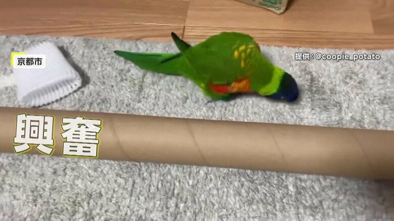 大興奮で走り回るクーピーくん