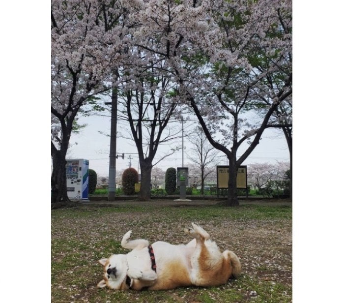 提供：柴犬ななさん