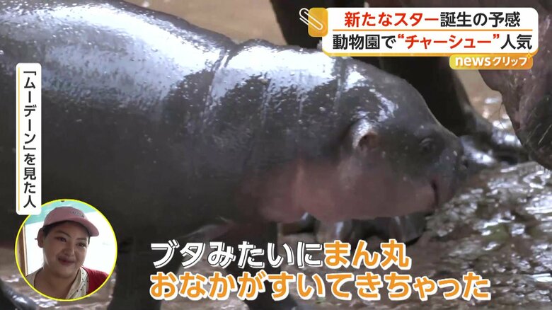 「ブタみたいにまん丸」と笑顔で話しているムーデーンを見た人