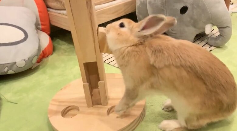 提供：げんまいとうるちさん