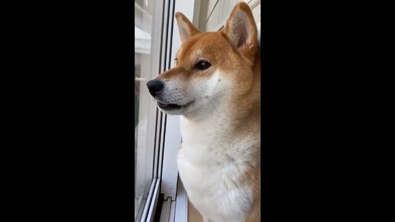 大好きなお父さんが外出して悲しそう