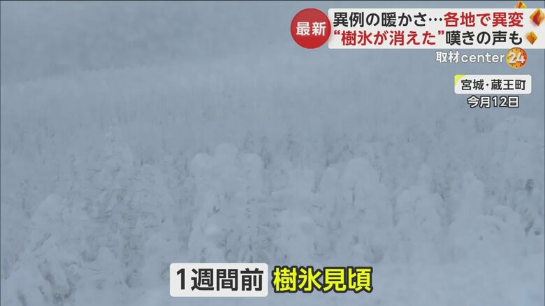 1週間前には見頃を向かえていた樹氷だが…