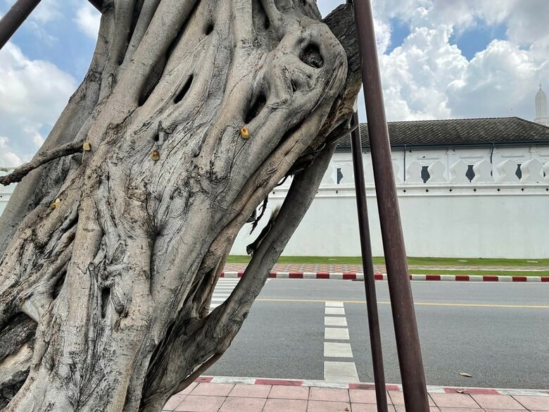 三大寺院の周囲にはリスが多く生息している