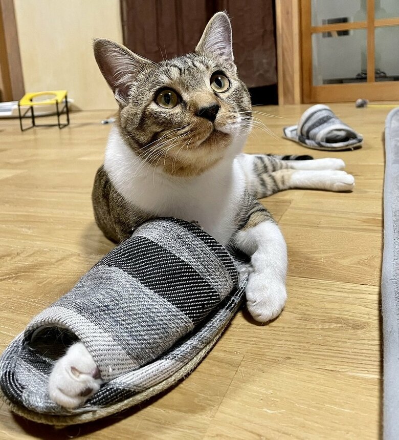 飼い主のスリッパをはくコテツくん