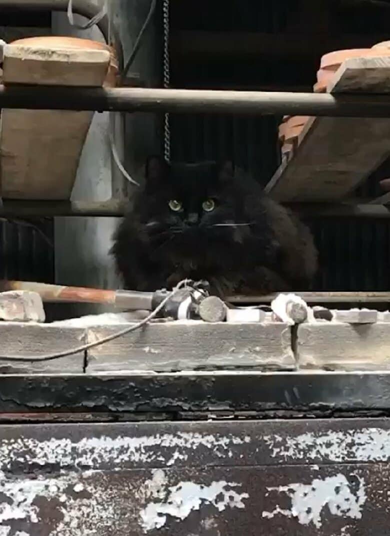 釜の上のネルソンくん