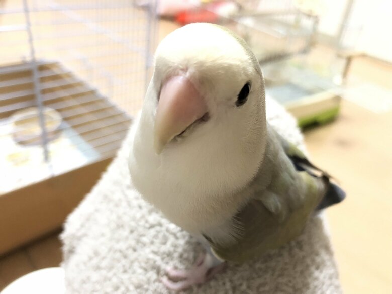 カメラ目線の寿珠ちゃん