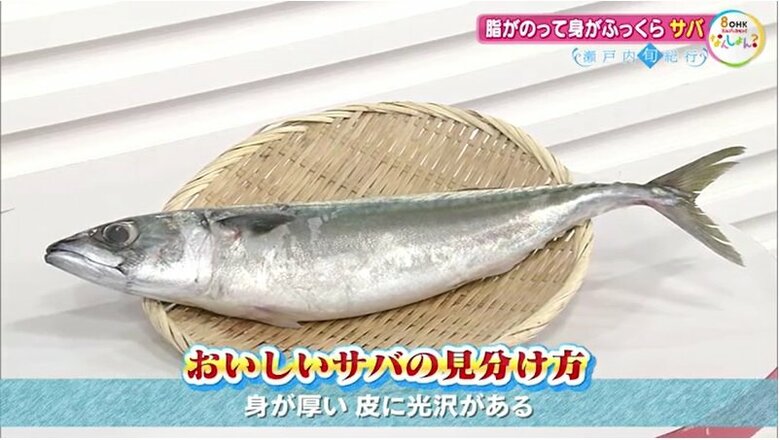 新鮮なサバの見分け方