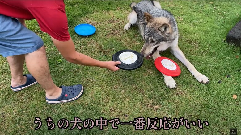 フリスビーで遊ぶことも