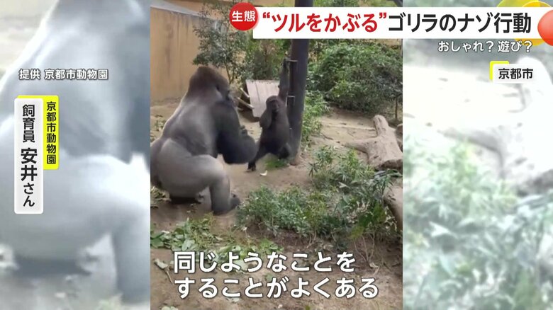 モモタロウの息子たちにも見られるというしぐさ