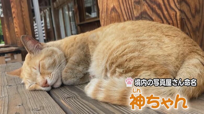 “神対応”が人気の「神（シン）ちゃん」
