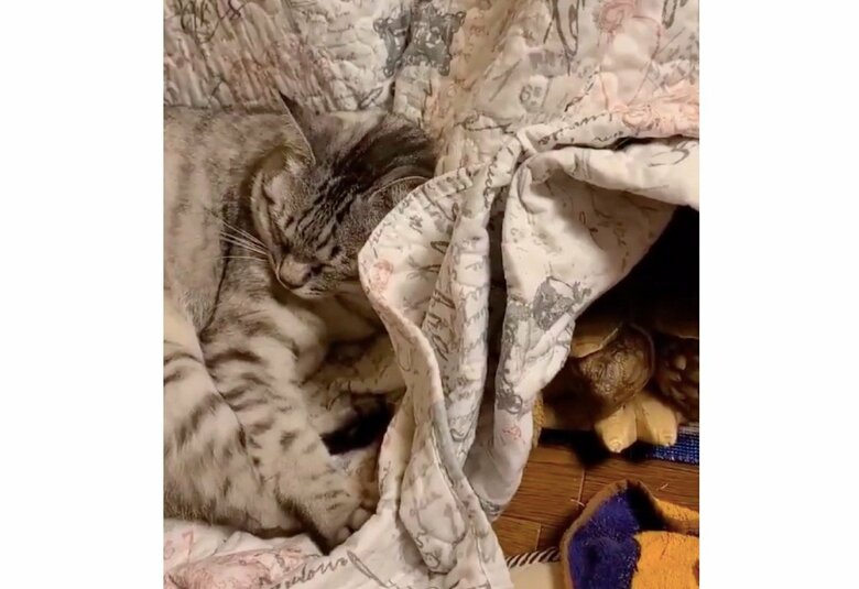 コタツで眠るリクオくんと猫（提供：にゃんこ亀さん）