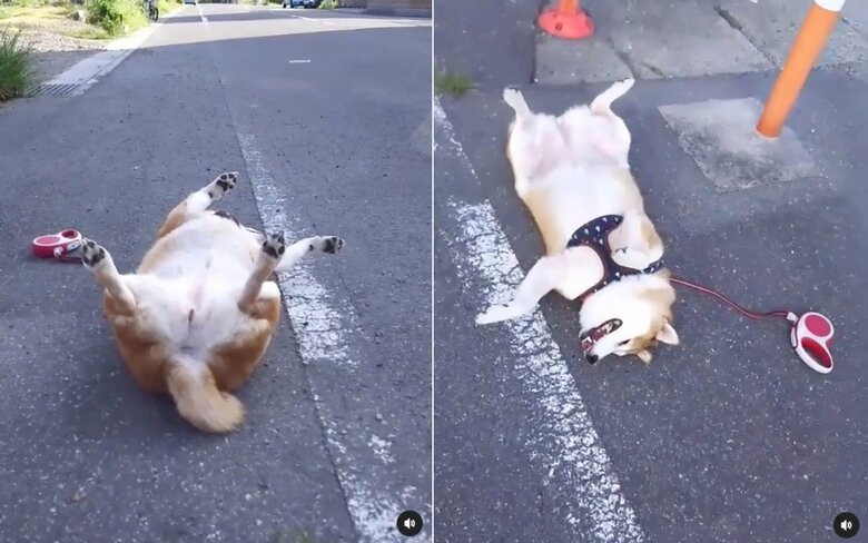 再生回数が多かった投稿（提供：柴犬ななさん）