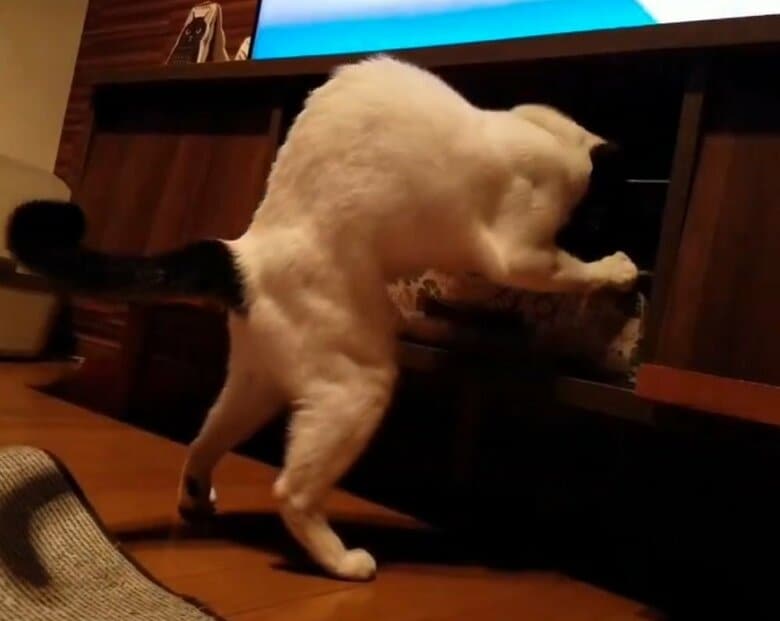 筋肉ムキムキの豆大福くん