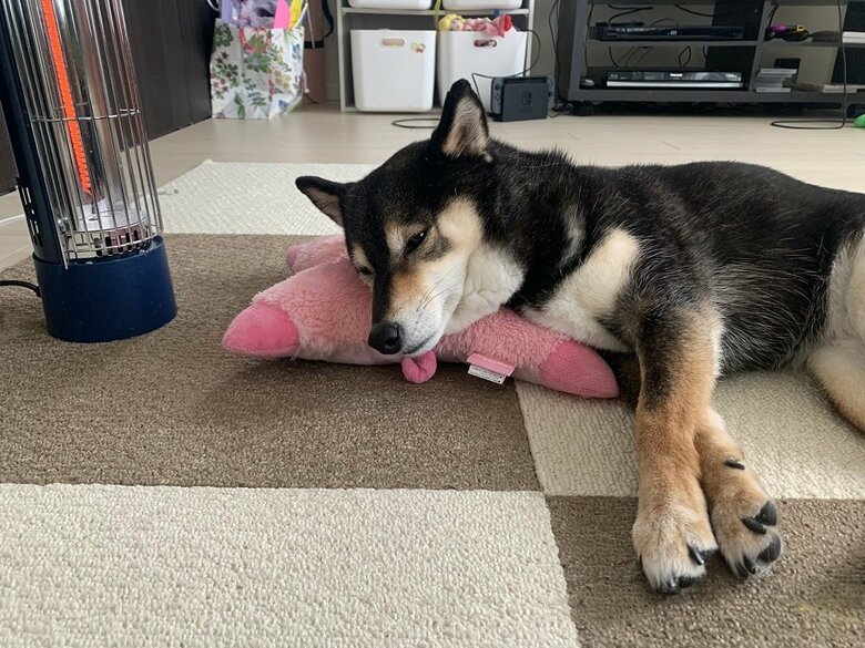 大好きなブタのぬいぐるみと一緒にぬくぬく