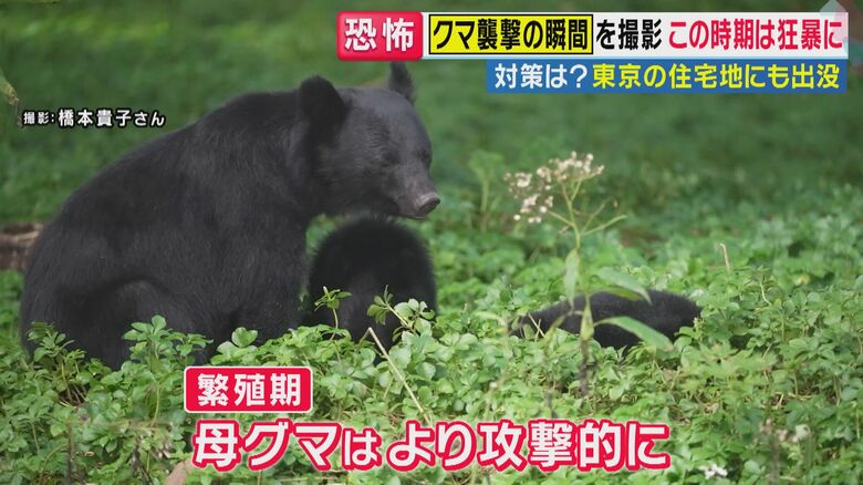 これからクマは繁殖期を迎える（関西テレビ「旬感LIVE とれたてっ！」より）