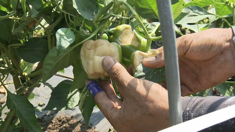 日光の当たる部分が白く変色してしまったピーマン