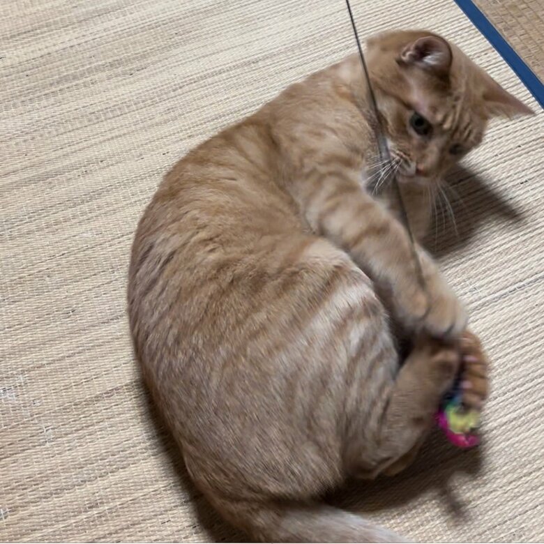 おもちゃで遊んだり